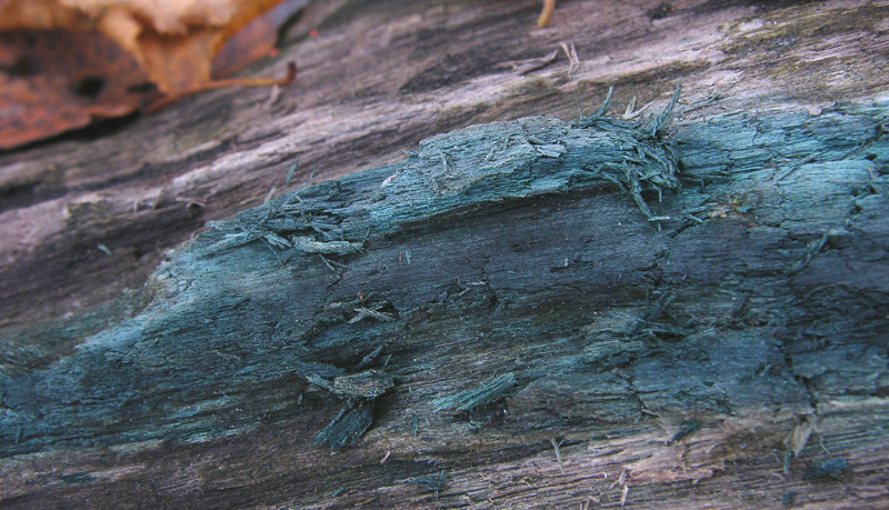 Chlorociboria aeruginascens (Nyl.) Kanouse ex C.S. Ramamurth